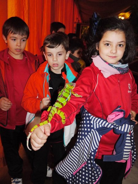 La fauna de los reptiles La fauna de los reptiles