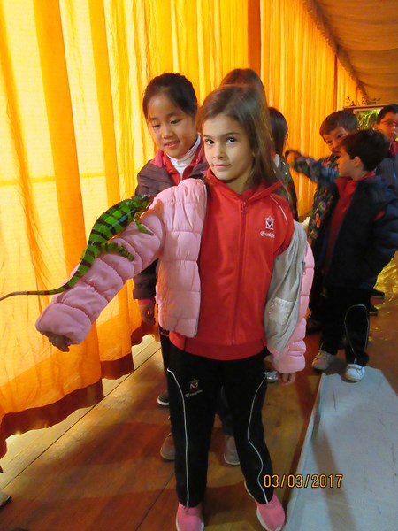 La fauna de los reptiles La fauna de los reptiles