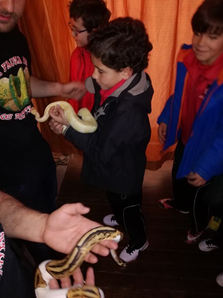 La fauna de los reptiles La fauna de los reptiles