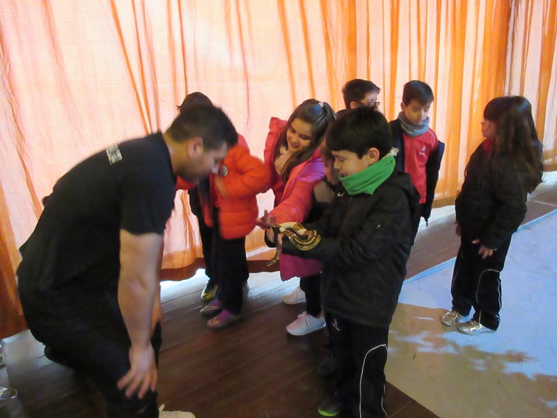 La fauna de los reptiles La fauna de los reptiles