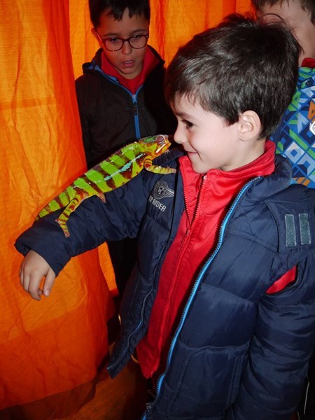 La fauna de los reptiles La fauna de los reptiles