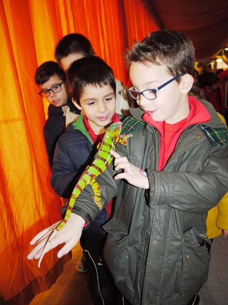 La fauna de los reptiles La fauna de los reptiles