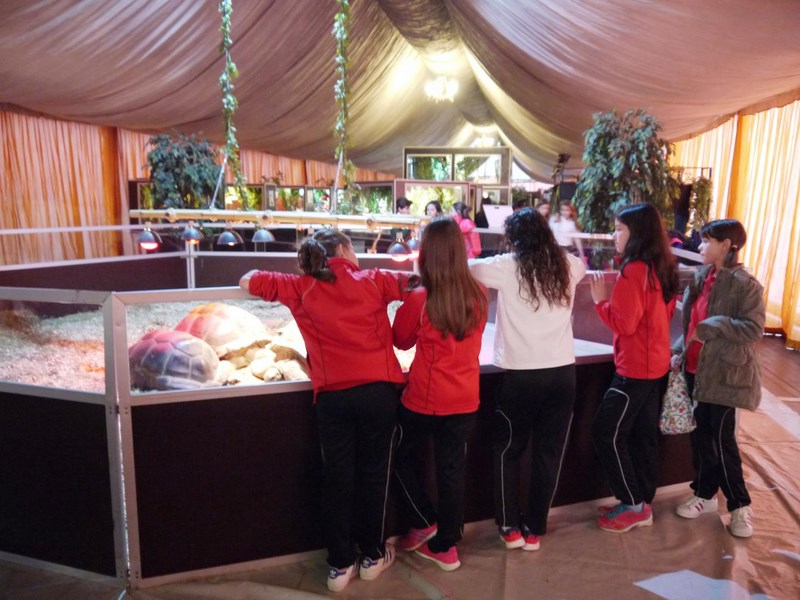 La fauna de los reptiles La fauna de los reptiles