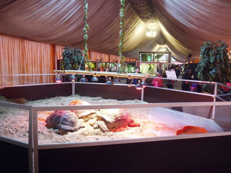 La fauna de los reptiles La fauna de los reptiles