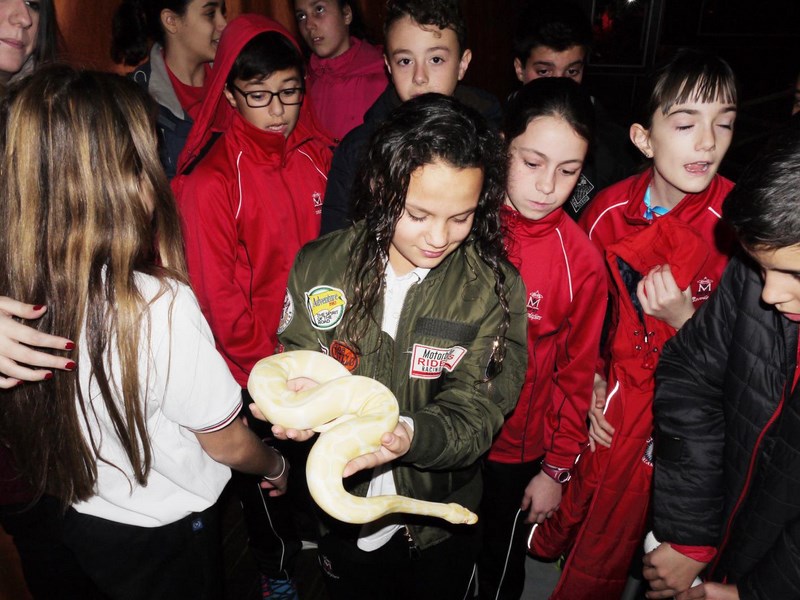 La fauna de los reptiles La fauna de los reptiles