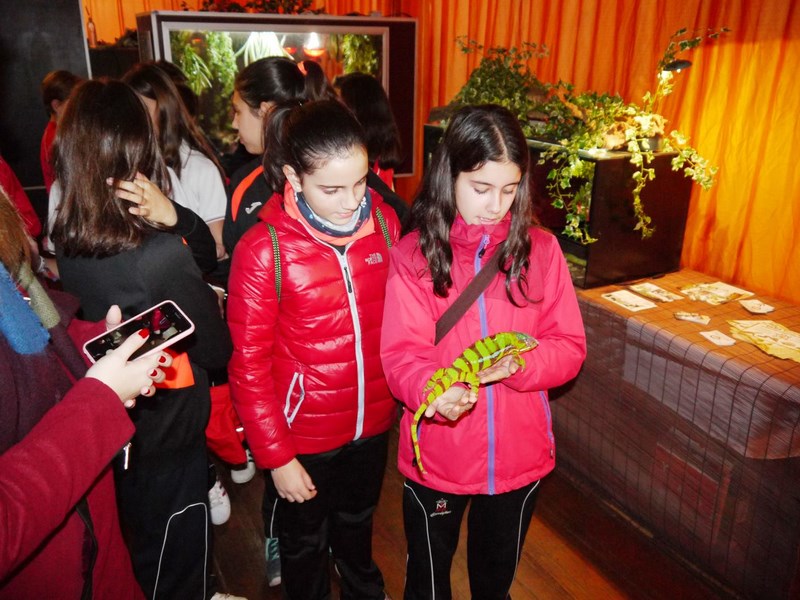 La fauna de los reptiles La fauna de los reptiles