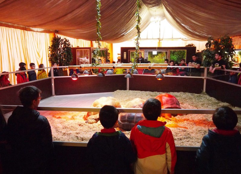 La fauna de los reptiles La fauna de los reptiles