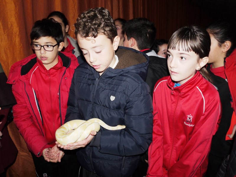 La fauna de los reptiles La fauna de los reptiles