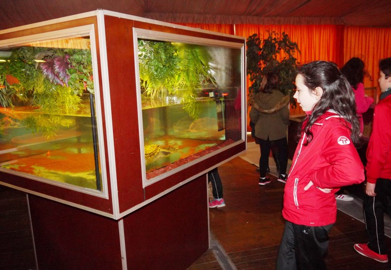 La fauna de los reptiles La fauna de los reptiles