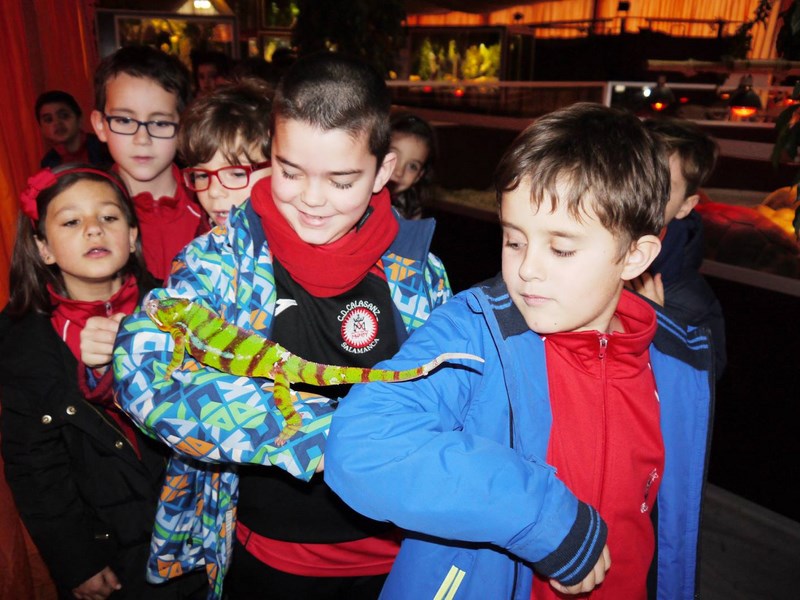 La fauna de los reptiles La fauna de los reptiles