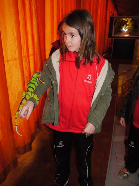 La fauna de los reptiles La fauna de los reptiles