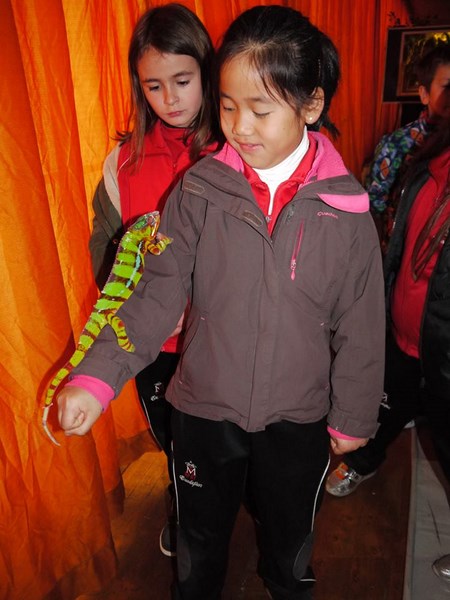 La fauna de los reptiles La fauna de los reptiles