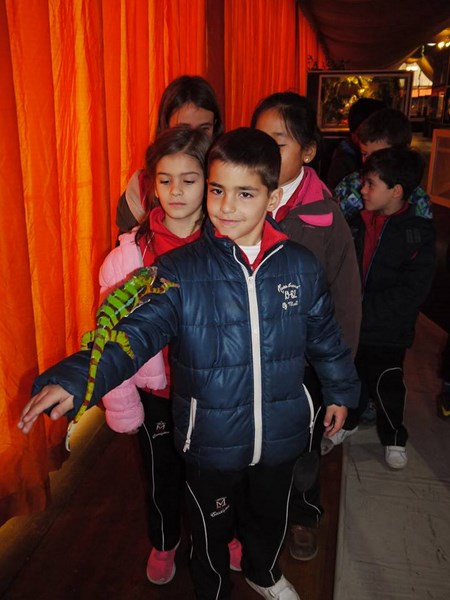 La fauna de los reptiles La fauna de los reptiles