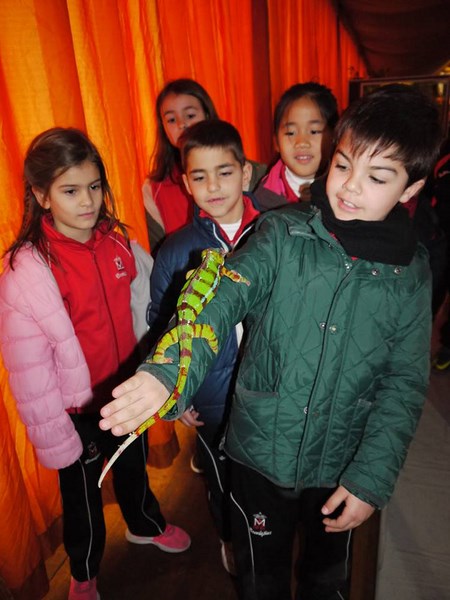 La fauna de los reptiles La fauna de los reptiles