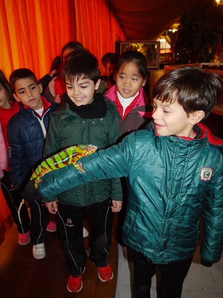 La fauna de los reptiles La fauna de los reptiles