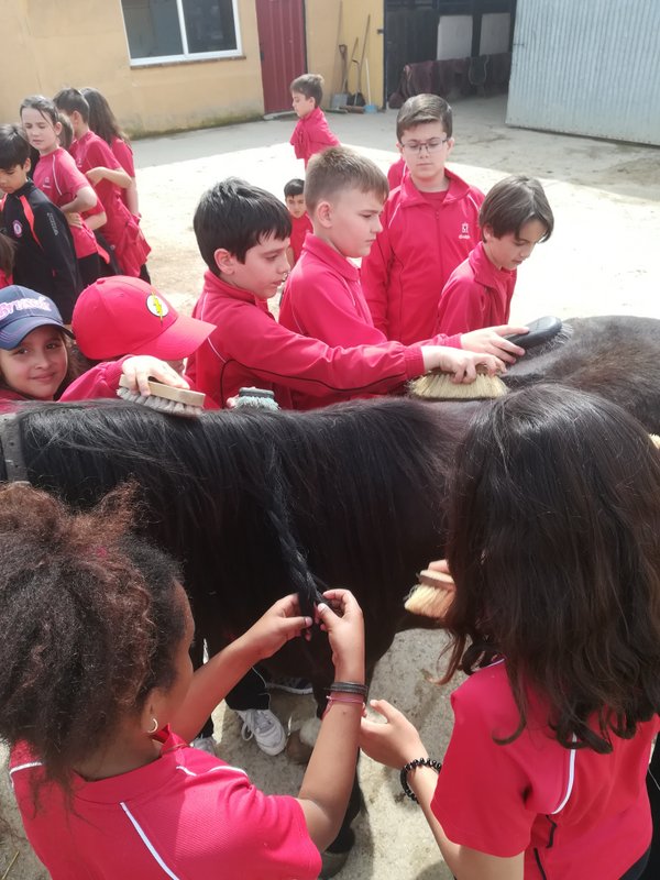 Centro Ecuestre Centro Ecuestre