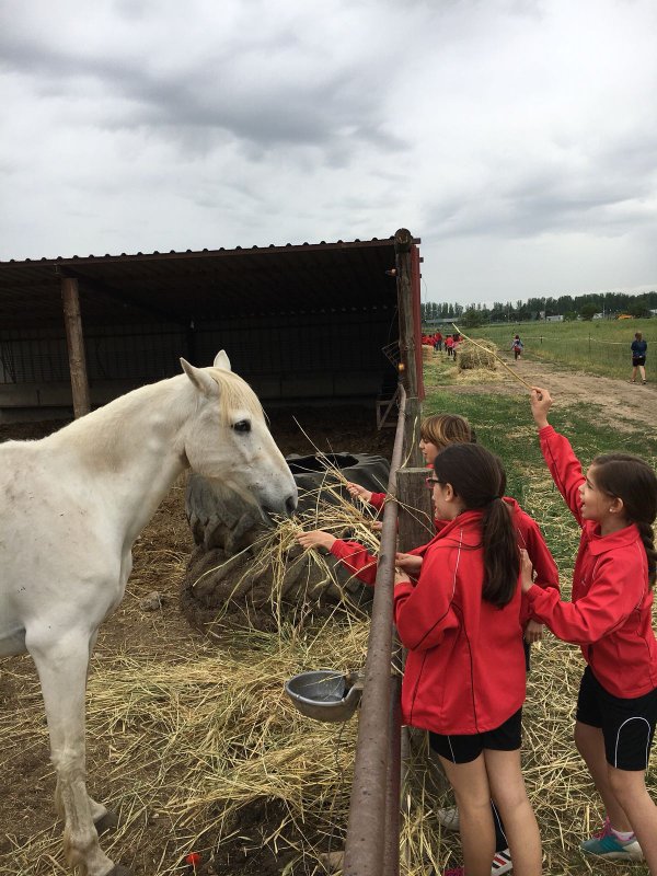 Centro Ecuestre Centro Ecuestre