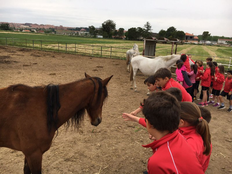 Centro Ecuestre Centro Ecuestre