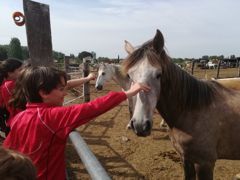 Centro Ecuestre Centro Ecuestre