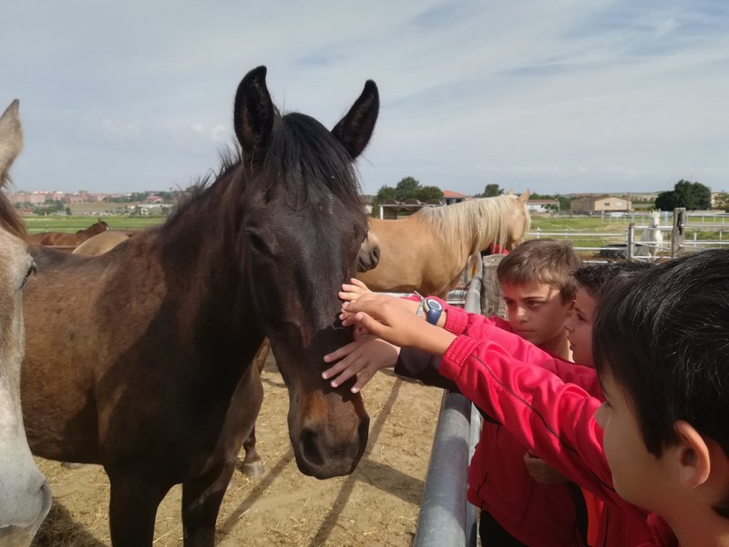 Centro Ecuestre Centro Ecuestre