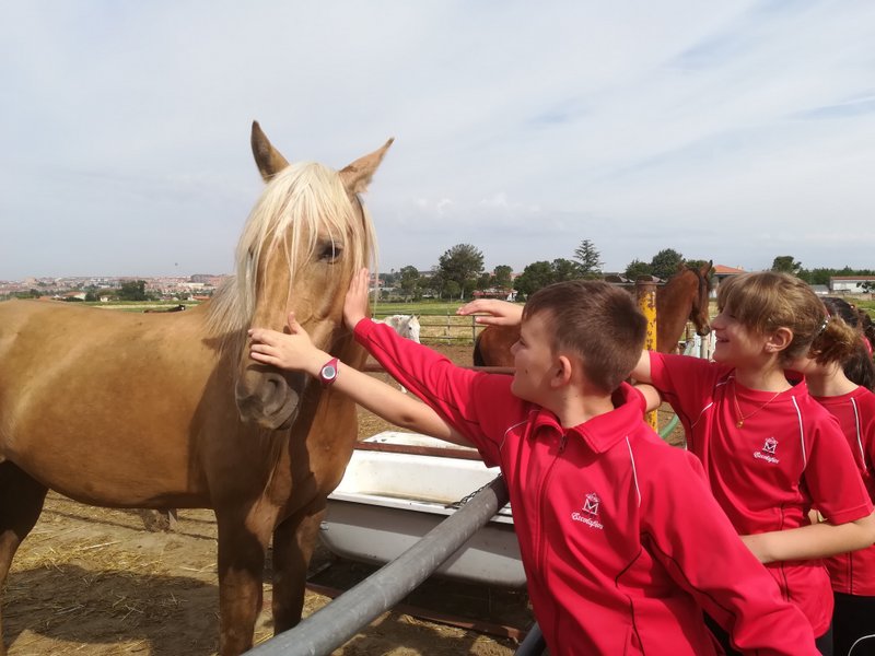 Centro Ecuestre Centro Ecuestre