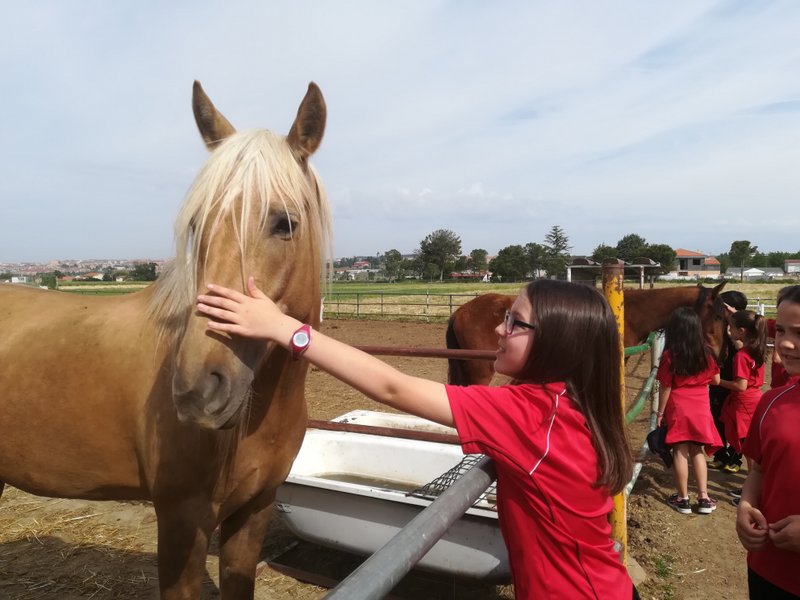 Centro Ecuestre Centro Ecuestre