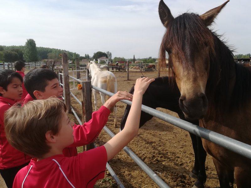 Centro Ecuestre Centro Ecuestre