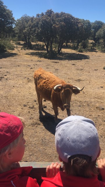 Infantil de excursión a la granja Infantil de excursión a la granja