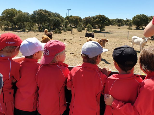 Infantil de excursión a la granja Infantil de excursión a la granja